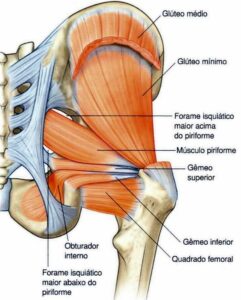 musculatura do quadril